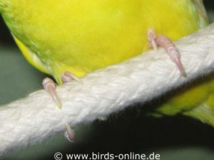 The toenails of this Lineolated parakeet have the proper length.
