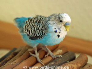 This budgie shows a severe molting disorder caused by a disease.
