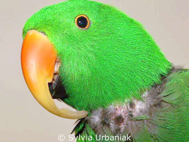 Male Eclectus parrot whose upper beak is far too long.