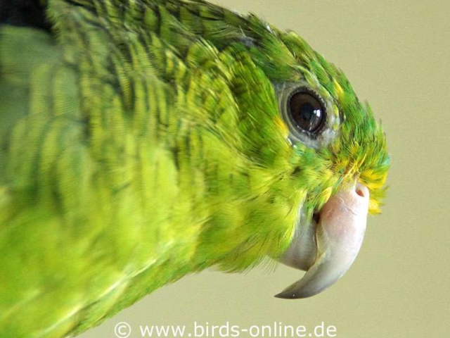 The upper beak of this Lineolated parakeet is slightly too long.