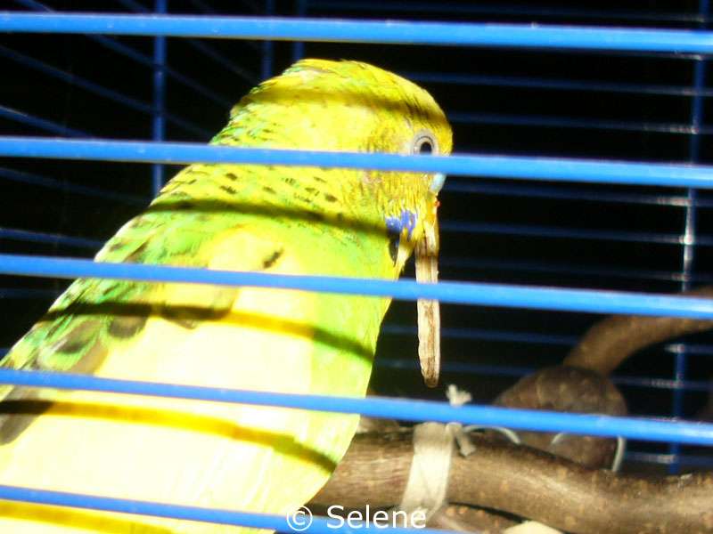 Extremely long upper beak in a budgie.