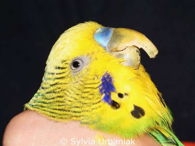 To long and structurally damaged upper beak of a budgie.