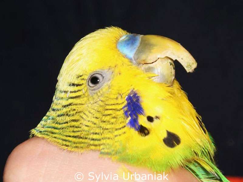 To long and structurally damaged upper beak of a budgie.