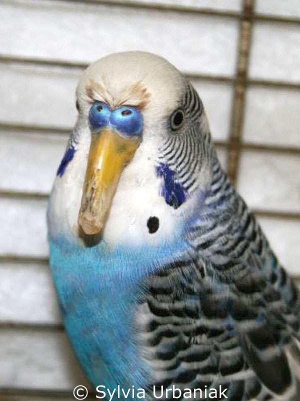 Long and widened upper beak of a budgie with bleeding in the lower part.