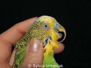 Nobody helped this poor budgie for a long time, his upper beak became extremely long and nearly stings the bird’s throat.