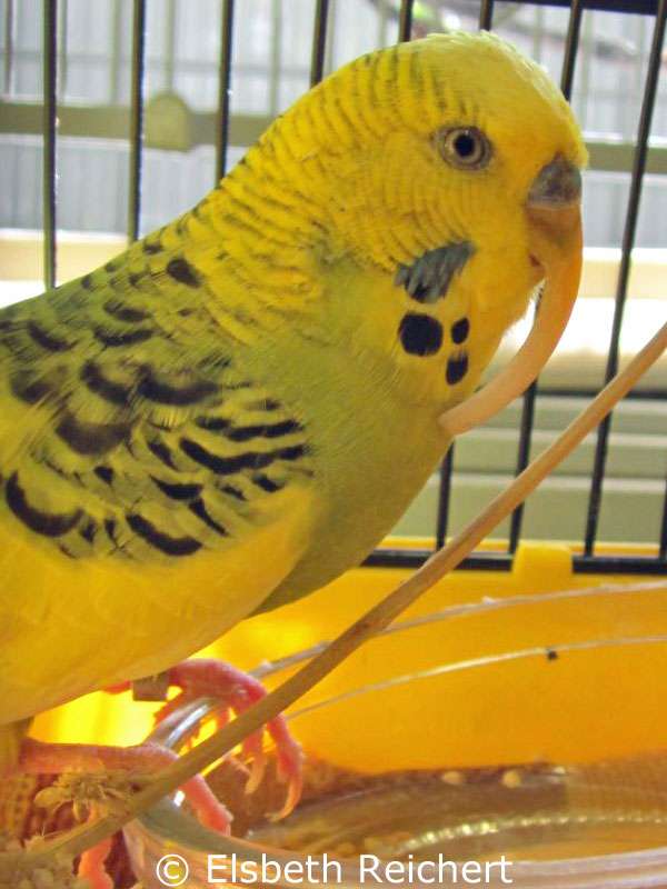 Extremely long upper beak in a male budgie.