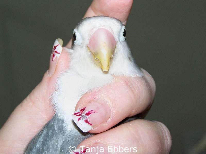 The same bird after trimming the upper beak, viewed from the front.