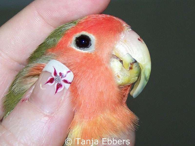 Malformed and too long beak in lovebird, seen from the side.