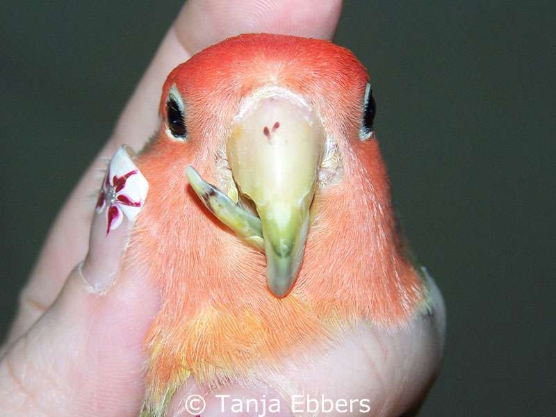 Malformed and too long beak in lovebird, seen from the front.
