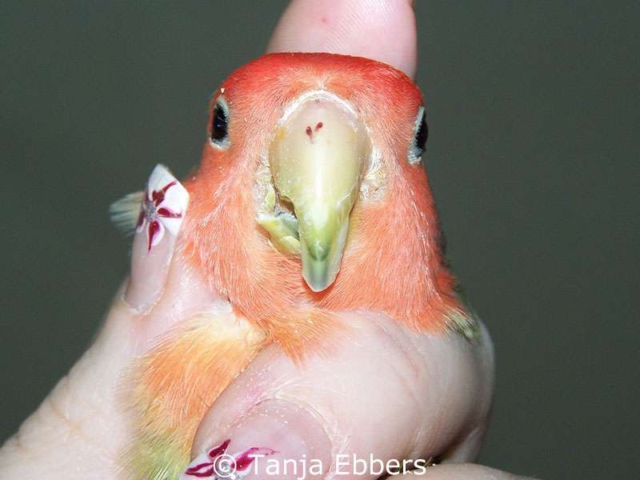 The same bird after trimming the upper and lower beak, viewed from the front.