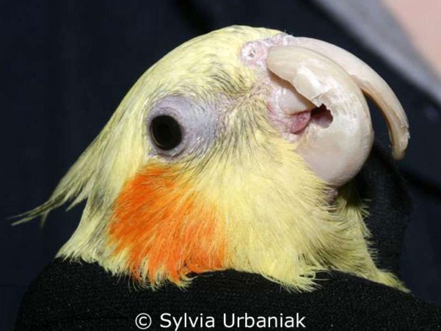 Both parts of the beak of this cockatiel are far too long and already forming a scissor beak or crossed beak.