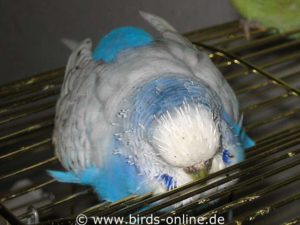 Especially older birds are often exhausted during their moult and sleep relatively much during the day.