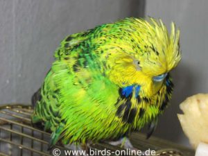 Während sie in der Mauser sind, baden oder duschen viele Vögel besonders gern.