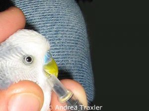 Öffnet ein Vogel seinen Schnabel nicht, kann man ein flüssiges Medikament sehr langsam und vorsichtig von der Seite einträufeln.