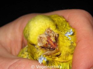 This budgie's upper beak, badly damaged by Knemidocoptes mites, was almost completely torn off in an attempt to clip it. So the effort to save the bird's life unfortunately failed.