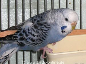 The female budgie Schlupp did not show any visible symptoms of PBFD when she came into our care. Nevertheless, the test was positive. The animal thus carried the Circoviruses and was a potential danger for other birds not carrying the virus themselves.