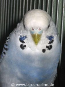 The female budgie Morani was not visibly ill herself, but nevertheless carried the viruses. Only the slightly peeled-off upper beak (mandible) could have been an indicator of the disease. But such splintering can also be seen in healthy, uninfected birds who have fought with a conspecific. Therefore, such splintering is quite normal in birds living in a very large flock with many opportunities for interaction with other birds. So little wear on the beak alone is not necessarily evidence of PBFD infection.