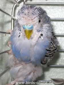 He was active and bold. If one should have inferred his state of health from his behaviour, one would certainly not have taken the male budgie Aragorn for a seriously ill individual. Nevertheless, his PBFD infection was already in an advanced stage when he arrived into our care. He suffered from major feather loss, all flight and tail feathers were missing. On his head, the feathers appeared to be sticky. On the beak, there were several lesions.