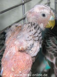The female budgie Eve showed an advanced stage of disease when she came into our care. She was almost naked due to feather loss affecting her entire body. In some places, as a result of the PBFD infection and the associated loss of plumage, feather cysts and purulent skin infections had developed which had not been treated by the bird's previous owner. Eve's beak showed nicks, grooves and chipping.