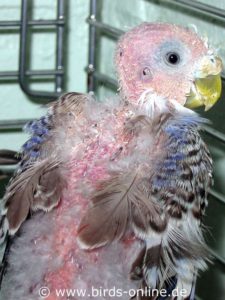 When Lizzy came into our care, she, unfortunately, was in very poor condition. The PBFD infection had attacked her body broadly and weakened her immune system immensely. She was suffering from significant feather loss and her beak was porous and brittle. She also suffered from constantly recurring infections of the digestive tract. Although we tried to help her, one morning she was lying on the cage floor breathing heavily and semi-conscious. Lizzy was euthanized that day.