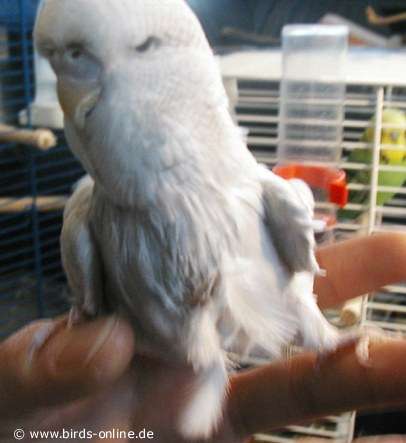 A juvenile budgie suffering from PBFD.