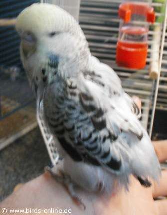 A juvenile budgie suffering from PBFD.