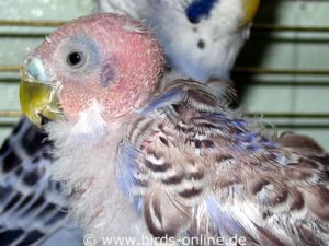 Female budgie Lizzy is severely marked by her PBFD disease. The beak has been badly damaged and nearly all of her feathers have fallen out. A few days after the photo was taken, she passed away.