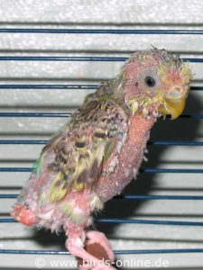 The PBFD disease of this female budgie is in a very advanced stage.