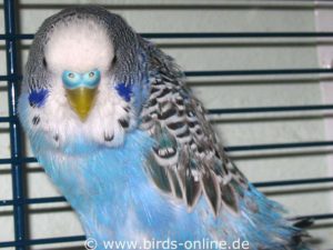 This male budgie has PBFD and is still in a relatively early stage of the disease.