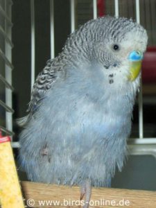 The tousled plumage of this budgie is due to PBFD.