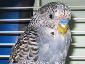 In this budgie, PBFD has led to a reduction in feathers, especially on the face.