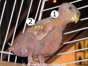 Hardly recognizable as a budgie anymore, this bird is in an advanced stage of PBFD. The female suffers from skin lesions (1) and feather cysts (2), which in this case are caused by Staphylococcus bacteria.