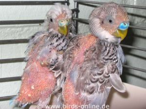 Budgies infected with PBFD should not be kept singly but should be socialized with other birds who are also infected.