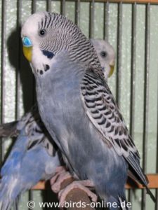 This male budgie carries Circoviruses but doesn't show any PBFD symptoms yet.