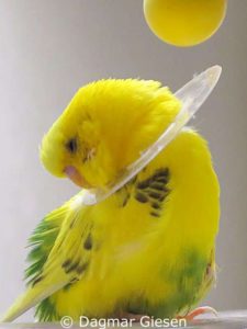 Scheibenförmige Plastik-Halskrausen lassen sich leicht anlegen und die Vögel werden dadurch effizient am Federrupfen oder an der Selbstverletzung gehindert.