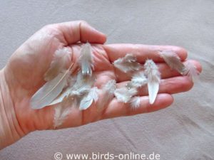 After a Diamond dove had to be captured and given medical treatment, feathers were left in my hand because the animal had suffered a fright moult.