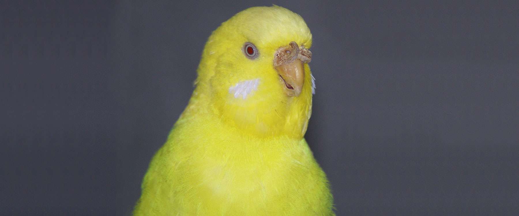 Hyperkeratose Birds Online