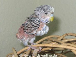 Because this young budgie was given the wrong food while it was growing, the animal suffers from a plumage disorder.