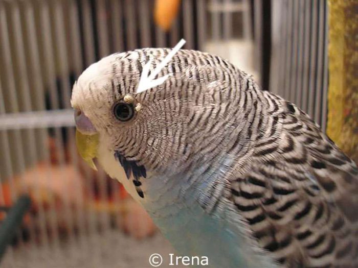 Am Augenlid dieses Wellensittichs befinden sich zwei krustige, trockene Hautveränderungen.