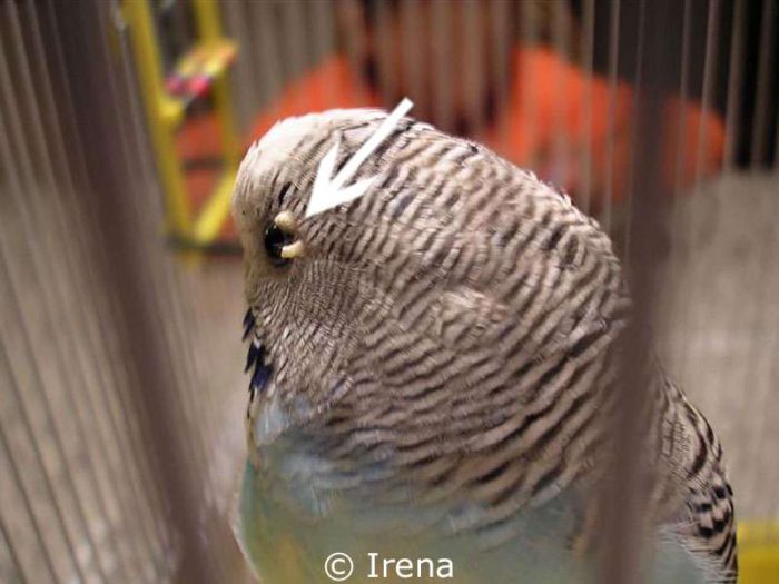Zwei kleine, krustige Hautveränderungen haben sich am Augenlid dieses Wellensittichs gebildet.