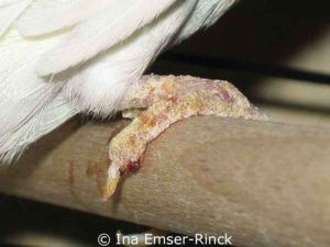 Bei dieser Hautveränderung am Fuß des Vogels handelt es sich nicht um ein Ekzem, sondern um einen Befall mit Grabmilben.