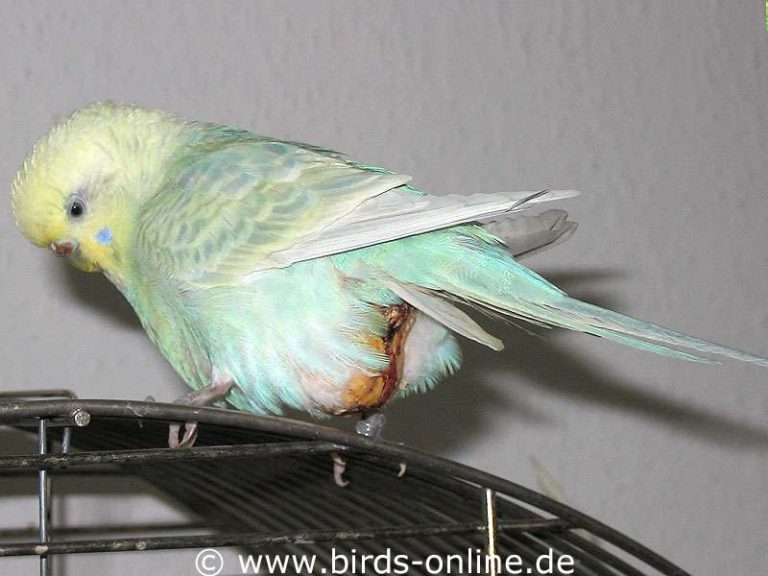 Wellensittich Liegt Auf Dem Bauch Durch ein Lipom war der Bauch dieses Wellensittichs geschwollen und ein