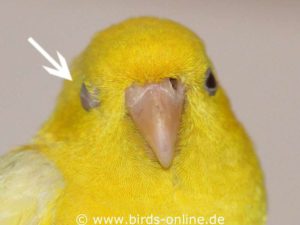 Hält ein Vogel ein Auge ständig geschlossen, kann dies ein erster Hinweis auf eine Entzündung sein.
