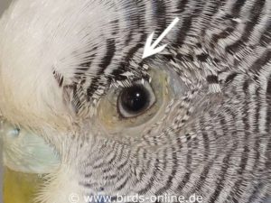 Bei einer Augenentzündung tritt oft vermehrt Tränenflüssigkeit aus, die die Federn verklebt und unordentlich aussehen lässt, siehe Pfeilmarkierung.