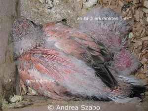 Zwei gleich alte Bourkesittiche, von denen einer an BFD leidet: Beide Vögel sind 23 Tage alt. Deutlich ist zu sehen, dass der rechte Vogel in seinem Wachstum stark zurückgeblieben ist.