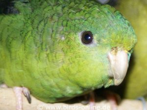 A yellowish pus crust can be seen in this Lineolated parakeet's nose.