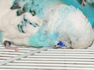 Entkräftete Vögel, die beispielsweise an einer Enzephalitis oder ähnlichem leiden, liegen oft auf dem Bauch und stützen den Kopf auf.