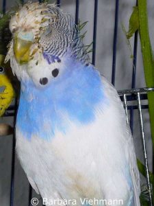 Food particles and slime are sticking to this budgie's face after the bird vomited.
