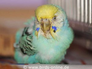 This female budgie suffered from severe vomiting, which is why the feathers on her face and head are soiled.
