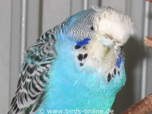 Due to chronic inflammation, this female budgie suffered from repeated vomiting.